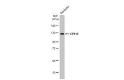 Invitrogen CP110 Recombinant Rabbit Monoclonal Antibody (HL2312) 100 &mu;L;
