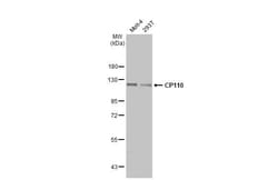 Invitrogen CP110 Recombinant Rabbit Monoclonal Antibody (HL2312) 100 &mu;L;
