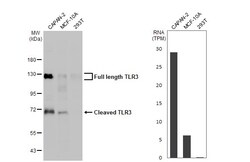 Invitrogen TLR3 Recombinant Rabbit Monoclonal Antibody (HL2314) 100 &mu;L | Buy Online | Invitrogen&trade; | Fisher Scientific