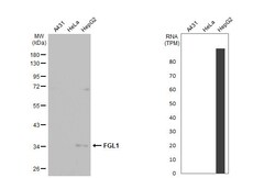Invitrogen FGL1 Recombinant Rabbit Monoclonal Antibody (HL2317) 100 &mu;L | Buy Online | Invitrogen&trade; | Fisher Scientific