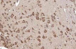 Invitrogen RPL32 Recombinant Rabbit Monoclonal Antibody (HL2329) 100 &mu;L;
