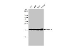 Invitrogen RPL32 Recombinant Rabbit Monoclonal Antibody (HL2329) 100 &mu;L;
