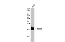 Invitrogen RPL32 Recombinant Rabbit Monoclonal Antibody (HL2329) 100 &mu;L;
