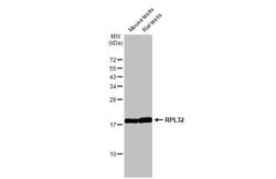 Invitrogen RPL32 Recombinant Rabbit Monoclonal Antibody (HL2329) 100 &mu;L;