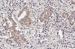 Invitrogen RNaseH1 Recombinant Rabbit Monoclonal Antibody (HL2343) 100