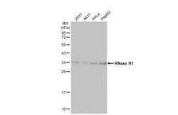 Invitrogen RNaseH1 Recombinant Rabbit Monoclonal Antibody (HL2343) 100