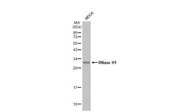 Invitrogen RNaseH1 Recombinant Rabbit Monoclonal Antibody (HL2343) 100