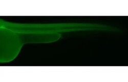 Invitrogen PELO Recombinant Rabbit Monoclonal Antibody (HL2345) 100 &mu;L;