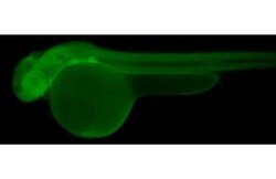 Invitrogen PELO Recombinant Rabbit Monoclonal Antibody (HL2345) 100 &mu;L;