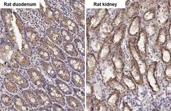 Invitrogen PELO Recombinant Rabbit Monoclonal Antibody (HL2345) 100 &mu;L;