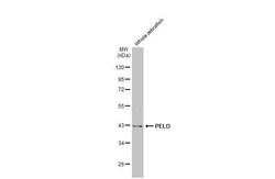 Invitrogen PELO Recombinant Rabbit Monoclonal Antibody (HL2345) 100 &mu;L;