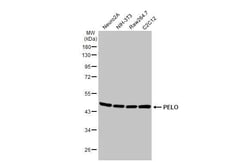 Invitrogen PELO Recombinant Rabbit Monoclonal Antibody (HL2345) 100 &mu;L;