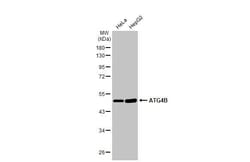 Invitrogen ATG4B Recombinant Rabbit Monoclonal Antibody (HL2348) 100 &mu;L;