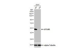 Invitrogen ATG4B Recombinant Rabbit Monoclonal Antibody (HL2348) 100 &mu;L;