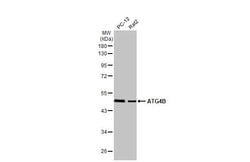 Invitrogen ATG4B Recombinant Rabbit Monoclonal Antibody (HL2348) 100 &mu;L;