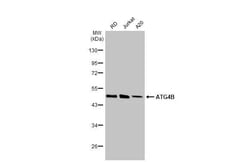 Invitrogen ATG4B Recombinant Rabbit Monoclonal Antibody (HL2348) 100 &mu;L;