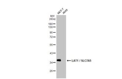 Invitrogen SLC7A5 Recombinant Rabbit Monoclonal Antibody (HL2353) 100 &mu;L | Buy Online | Invitrogen&trade; | Fisher Scientific