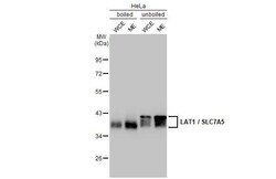 Invitrogen SLC7A5 Recombinant Rabbit Monoclonal Antibody (HL2353) 100 &mu;L | Buy Online | Invitrogen&trade; | Fisher Scientific