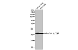 Invitrogen SLC7A5 Recombinant Rabbit Monoclonal Antibody (HL2353) 100 &mu;L | Buy Online | Invitrogen&trade; | Fisher Scientific