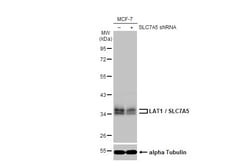 Invitrogen SLC7A5 Recombinant Rabbit Monoclonal Antibody (HL2353) 100 &mu;L | Buy Online | Invitrogen&trade; | Fisher Scientific