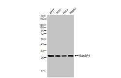 Invitrogen RANBP1 Recombinant Rabbit Monoclonal Antibody (HL2358) 100 &mu;L;