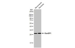 Invitrogen RANBP1 Recombinant Rabbit Monoclonal Antibody (HL2358) 100 &mu;L;