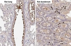 Invitrogen WNT10B Recombinant Rabbit Monoclonal Antibody (HL2370) 100 &mu;L;