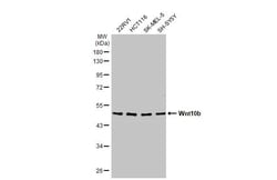 Invitrogen WNT10B Recombinant Rabbit Monoclonal Antibody (HL2370) 100 &mu;L;