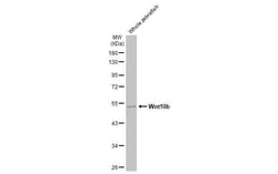 Invitrogen WNT10B Recombinant Rabbit Monoclonal Antibody (HL2370) 100 &mu;L;