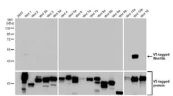 Invitrogen WNT10B Recombinant Rabbit Monoclonal Antibody (HL2370) 100 &mu;L;