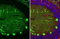 Invitrogen Calbindin D28K Recombinant Rabbit Monoclonal Antibody (HL2379)