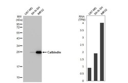 Invitrogen Calbindin D28K Recombinant Rabbit Monoclonal Antibody (HL2379)