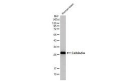 Invitrogen Calbindin D28K Recombinant Rabbit Monoclonal Antibody (HL2379)