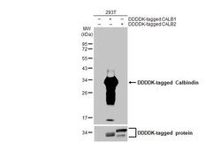 Invitrogen Calbindin D28K Recombinant Rabbit Monoclonal Antibody (HL2379)