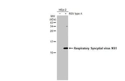 Invitrogen RSV NS1 Recombinant Rabbit Monoclonal Antibody (HL2383) 100