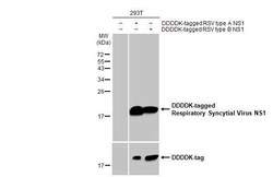 Invitrogen RSV NS1 Recombinant Rabbit Monoclonal Antibody (HL2383) 100
