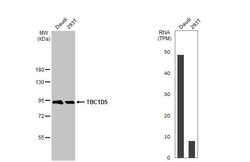 Invitrogen TBC1D5 Recombinant Rabbit Monoclonal Antibody (HL2390) 100 &mu;L;