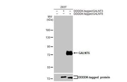 Invitrogen GALNT6 Recombinant Rabbit Monoclonal Antibody (HL2392) 100 &mu;L;