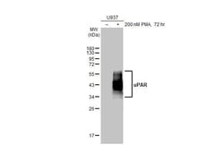 Invitrogen&trade;&nbsp;uPAR Recombinant Rabbit Monoclonal Antibody (HL2398)