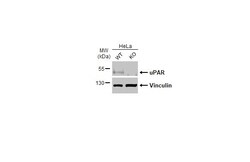 Invitrogen&trade;&nbsp;uPAR Recombinant Rabbit Monoclonal Antibody (HL2398)