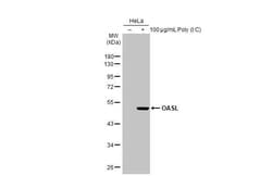 Invitrogen OASL Recombinant Rabbit Monoclonal Antibody (HL2399) 100 &mu;L;