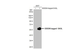 Invitrogen OASL Recombinant Rabbit Monoclonal Antibody (HL2399) 100 &mu;L;