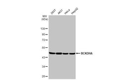 Invitrogen BCKDHA Recombinant Rabbit Monoclonal Antibody (HL2405) 100 &mu;L;