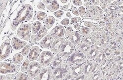 Invitrogen WNT9A Recombinant Rabbit Monoclonal Antibody (HL2422) 100 &mu;L;