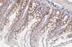 Invitrogen WNT9A Recombinant Rabbit Monoclonal Antibody (HL2422) 100 &mu;L;