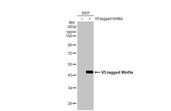 Invitrogen WNT9A Recombinant Rabbit Monoclonal Antibody (HL2422) 100 &mu;L;