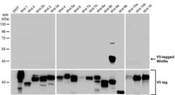 Invitrogen WNT9A Recombinant Rabbit Monoclonal Antibody (HL2422) 100 &mu;L;