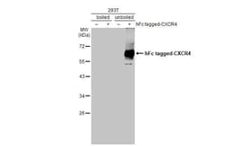 Invitrogen CXCR4 Recombinant Rabbit Monoclonal Antibody (HL2424) 100 &mu;L;
