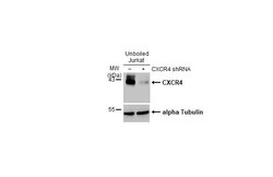 Invitrogen CXCR4 Recombinant Rabbit Monoclonal Antibody (HL2424) 100 &mu;L;