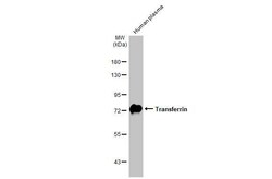 Invitrogen Transferrin Recombinant Rabbit Monoclonal Antibody (HL2431)